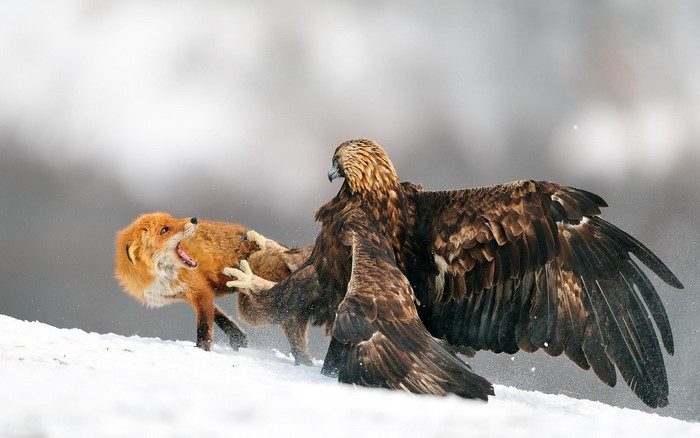 Golden eagle fighting a fox in the snow