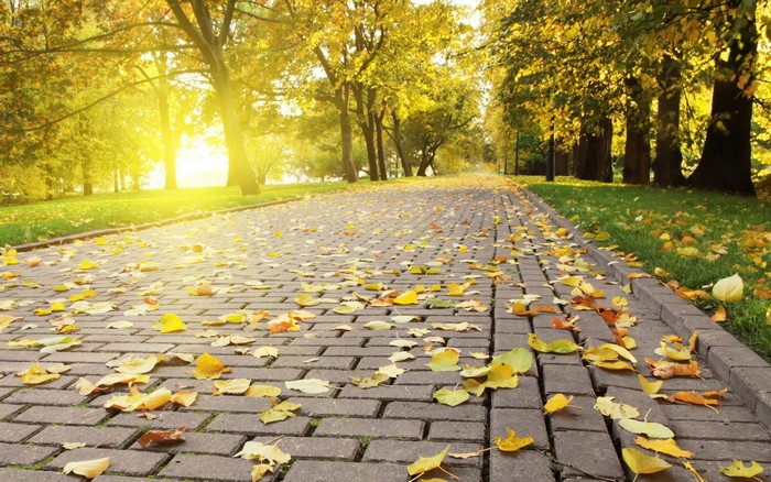 Sunlit Park Pathway with Autumn Leaves