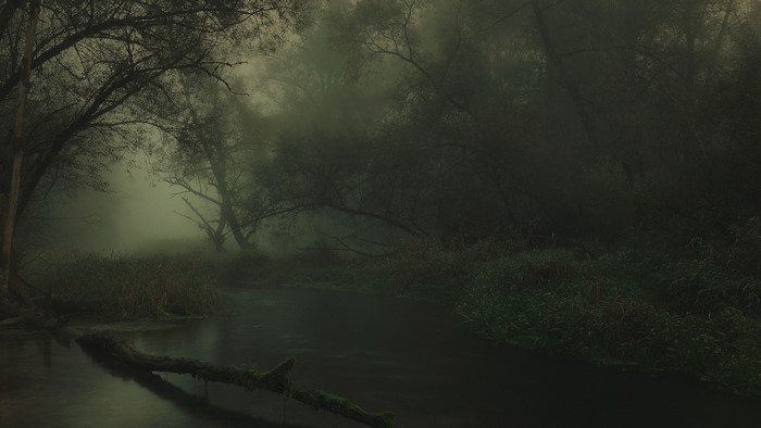 Dark forest river with mist and trees