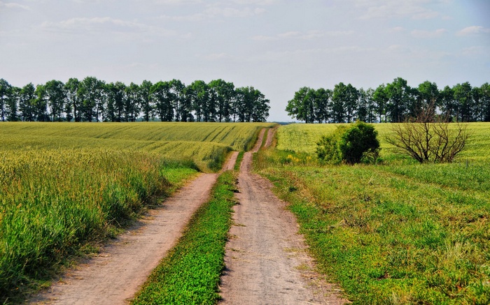 Dirt road through a field with trees