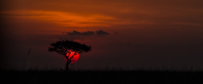 Sunset over African savanna with acacia tree