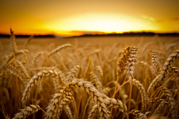 Wheat field at sunset with shallow depth of field