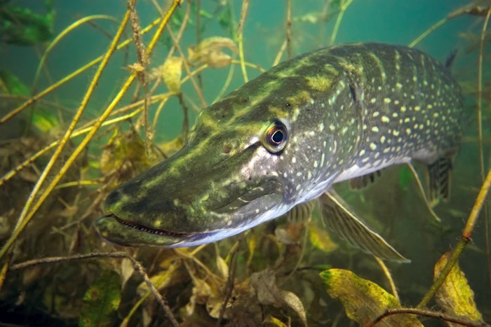 Northern pike fish swimming among aquatic plants