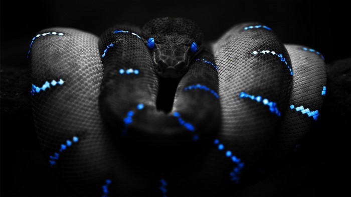 Black snake with blue markings and eyes