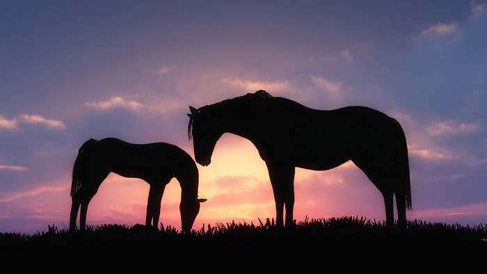 Silhouette of two horses at sunset