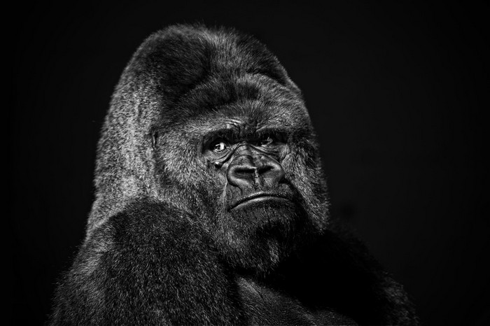 Close-up portrait of a gorilla