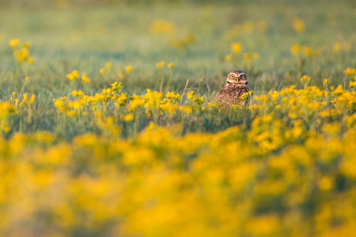 Burrowing owl in a field of yellow flowers