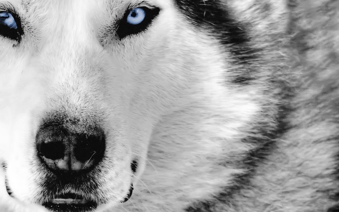 Close-up of a wolf with striking blue eyes