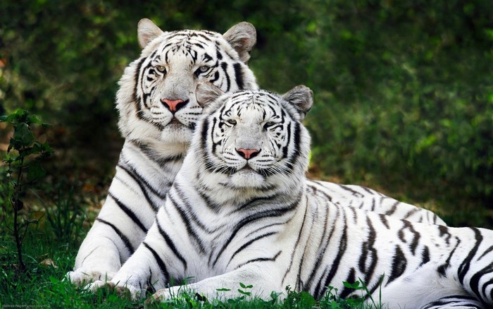 Majestic White Tigers Relaxing in Nature