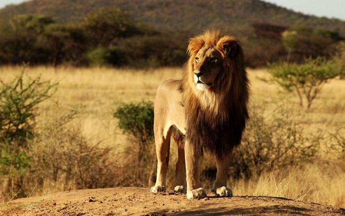Lion standing on a dirt mound in the African savanna