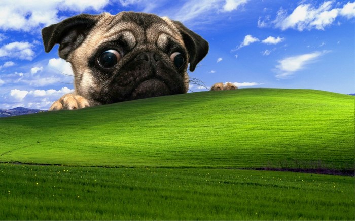 Giant Pug Peeking Over Green Hill with Blue Sky