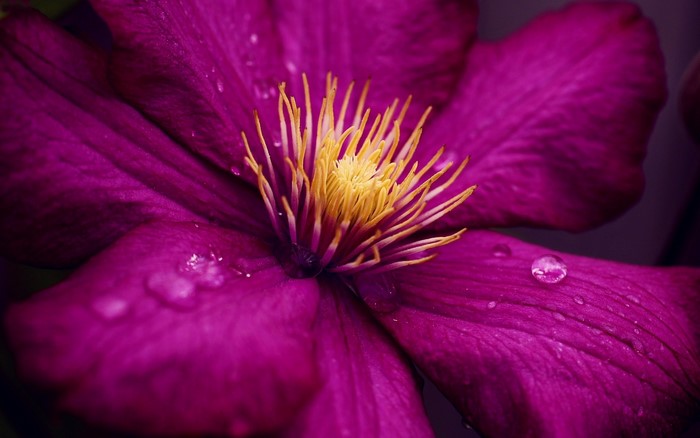 Macro shot of a pink clematis flower with water droplets