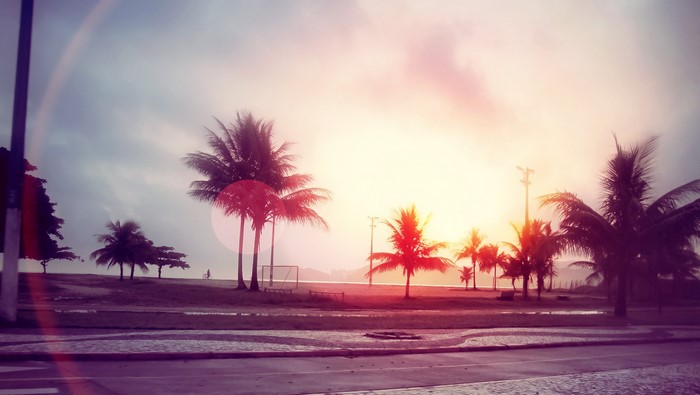 Palm trees on a beach with lens flare