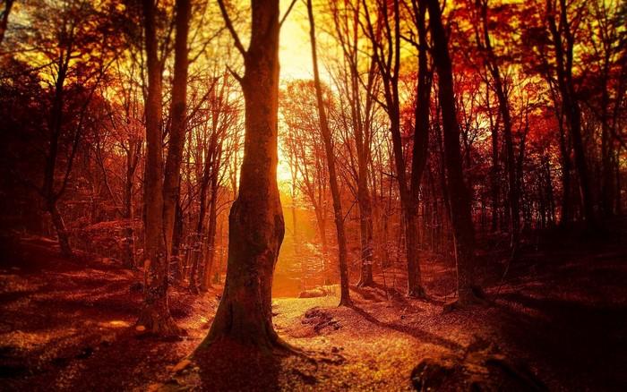 Forest with trees during sunset in fall