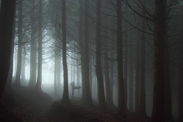 Misty forest with tall trees and a signpost