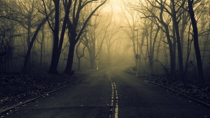 Foggy Road Through a Spooky Forest