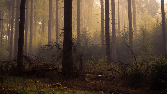 Misty Forest with Dead Trees at Dawn