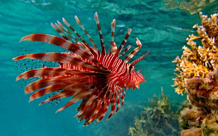 Red lionfish swimming near coral reef