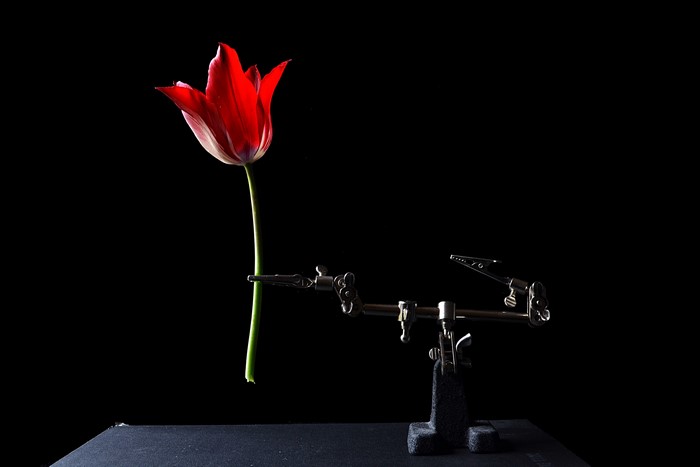 Red tulip held by a clamp stand against black background