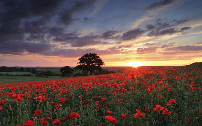 Field of red poppies at sunset with a large tree