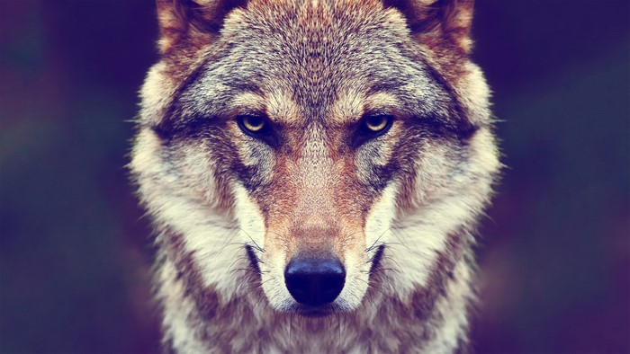 Close-up of a wolf's face