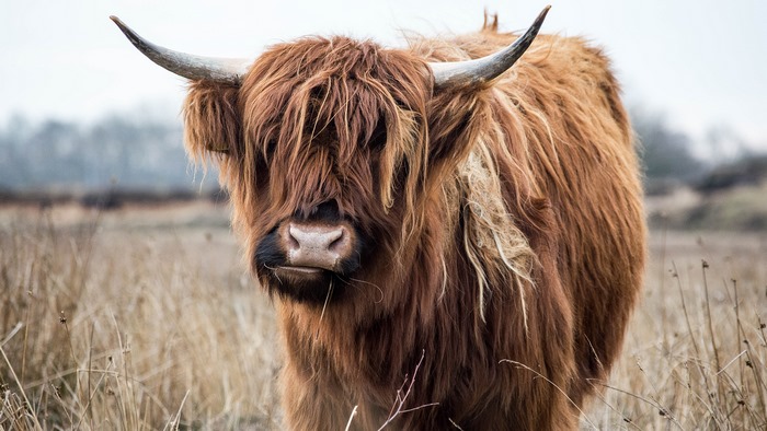 Highland cattle in a field
