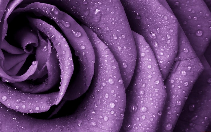 Purple rose with water drops macro photography