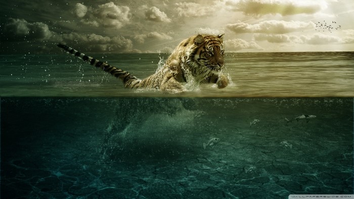Tiger jumping into the ocean with fish underwater