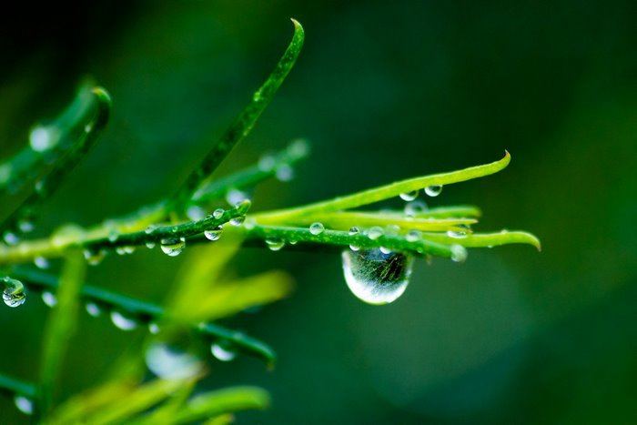Macro shot of water drops on green plant