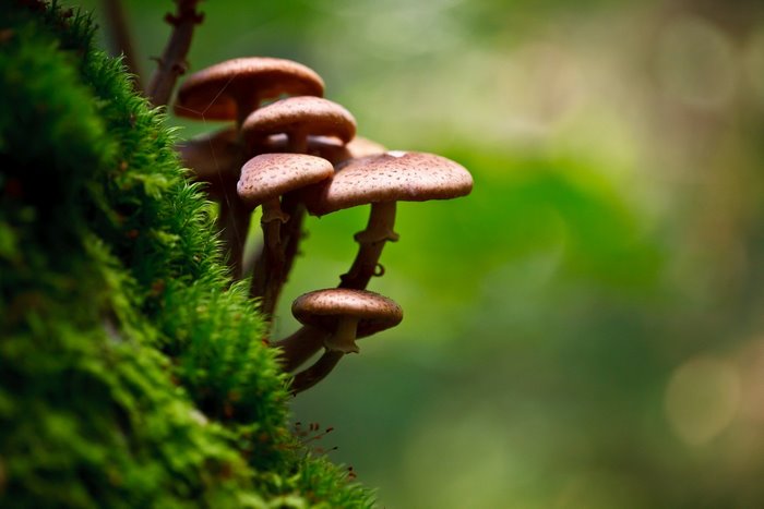 Mushrooms growing on moss with bokeh background