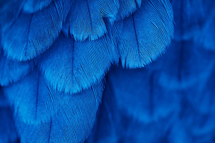 Close-up of Blue Feathers