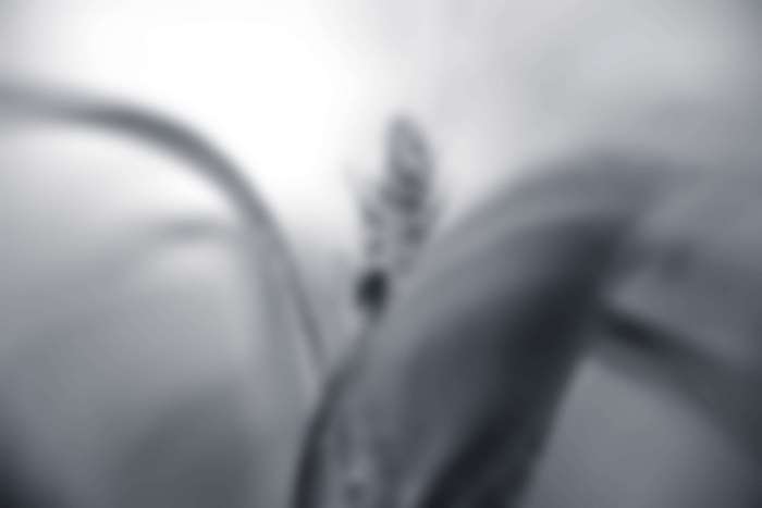 Abstract blurred black and white 4K