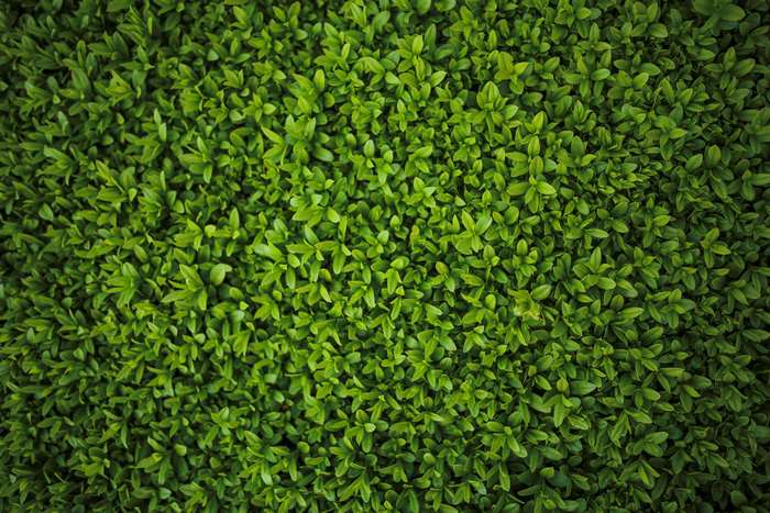Green privet hedge 4K