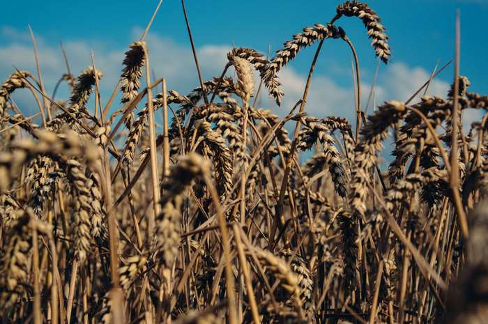 Wheat field in the sun with blue sky