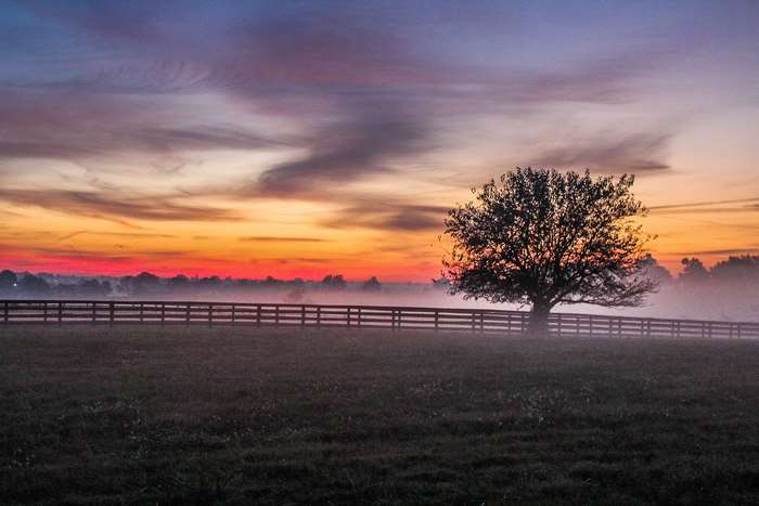 Tree and fence in foggy meadow at sunset