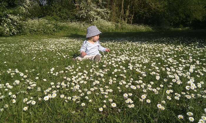 Baby in a field of daisies