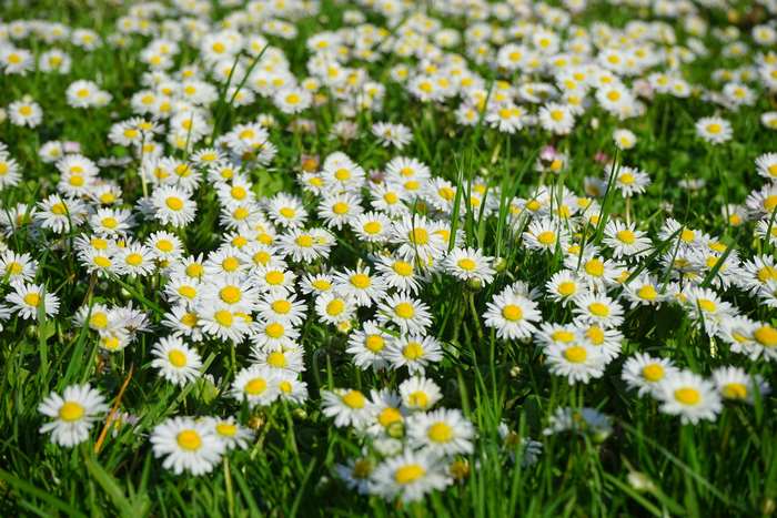 Field of white daisies and green grass