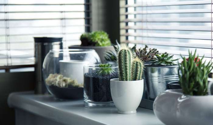Various potted plants including cacti and succulents on a windowsill