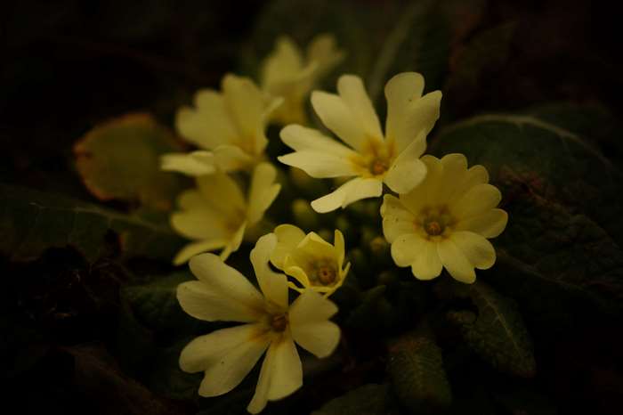 Yellow primrose flowers in dark natural setting 4K