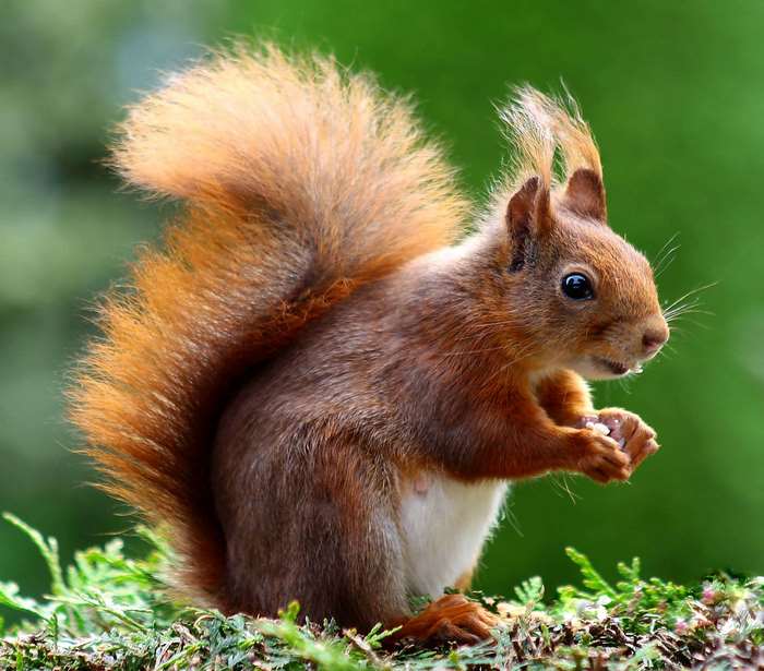Red squirrel eating nuts on mossy ground