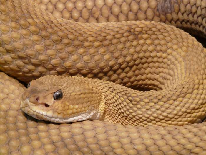 Close up of a coiled rattlesnake with detailed scales