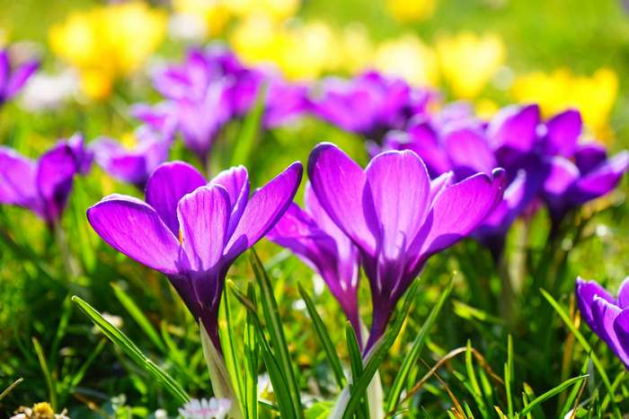 Purple and yellow crocuses in bloom