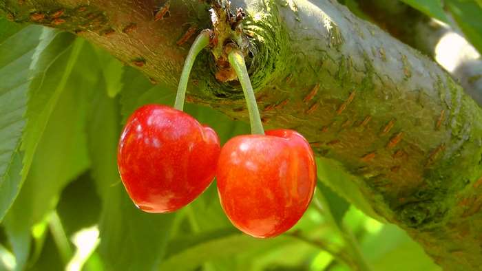 Two ripe red cherries on a tree branch