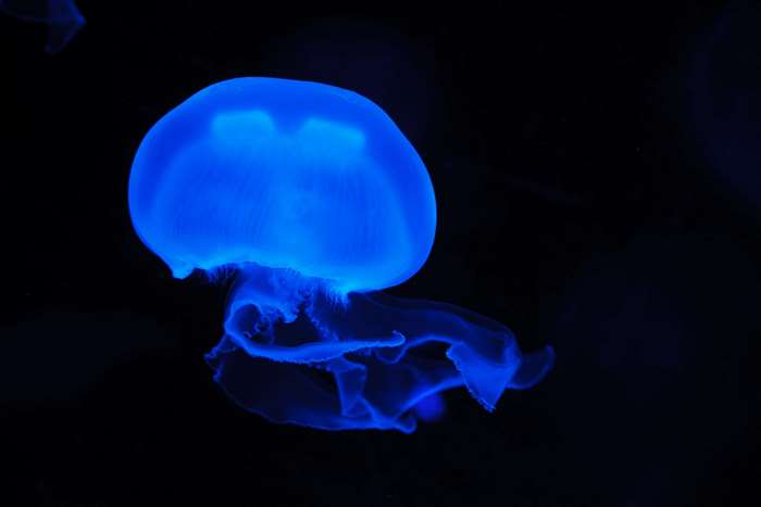 Blue glowing jellyfish underwater 4K