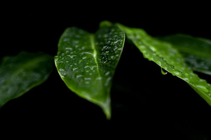 Green leaves with water drops on black background 4K
