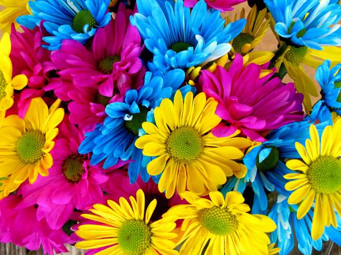 Colorful daisies in a bouquet