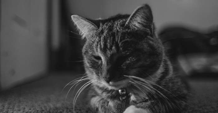 Black and white tabby cat with collar