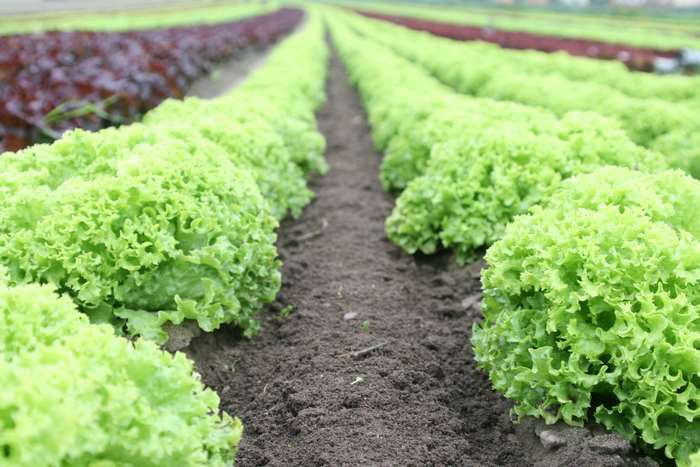 Rows of fresh green lettuce in a field 4K