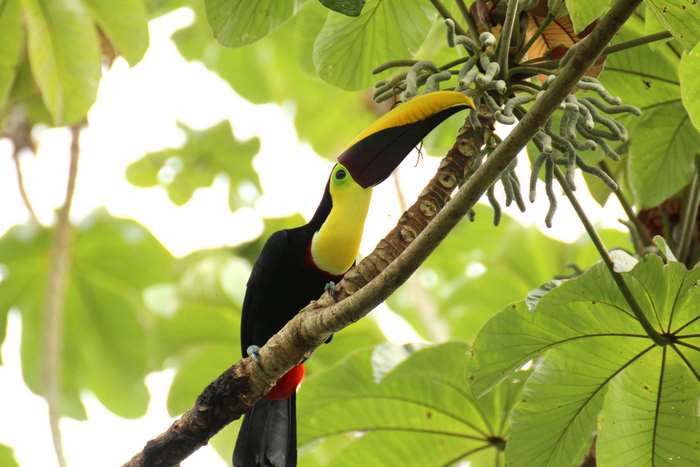 Keel-billed Toucan perched on a branch in Costa Rica
