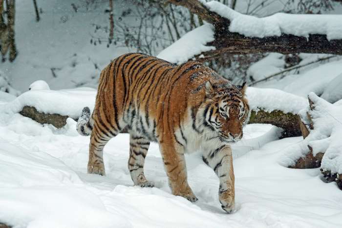 Tiger walking in the snow